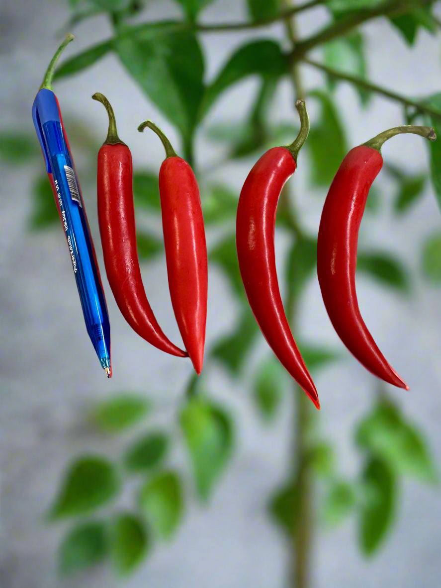 Chillies – Red  .85c each medium    (Southern Belle Orchard )