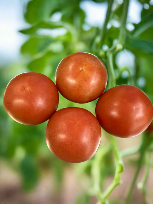 Tomatoes- NZ Gourmet $2.50 bag