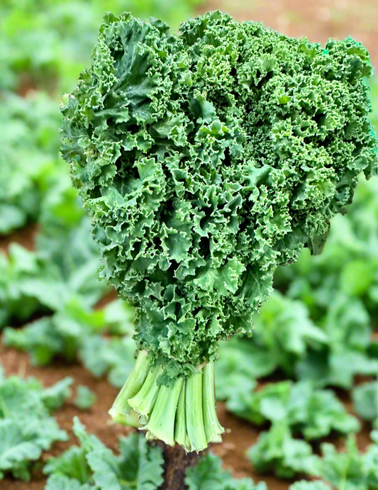 Lettuce - Kale Curly @  BIG Bunches