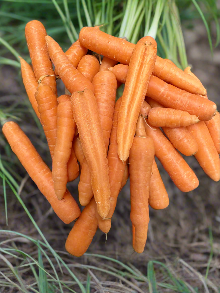 Carrots - 🥕 **NEW SEASON**  KILO