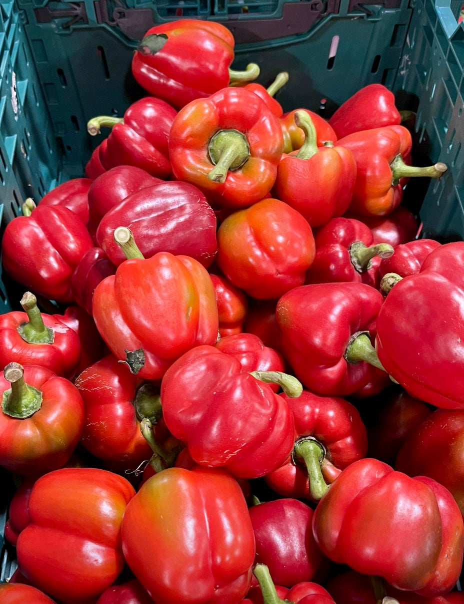 Capsicum   Red.