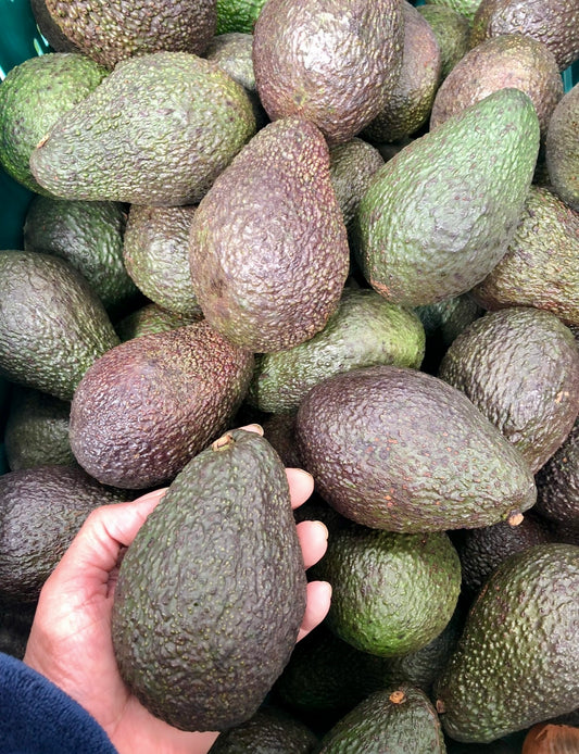 Avocado- JUMBO Extra BIG