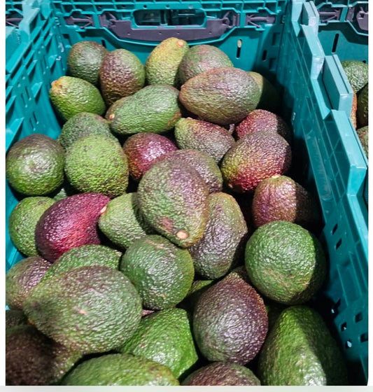 Avocado- JUMBO