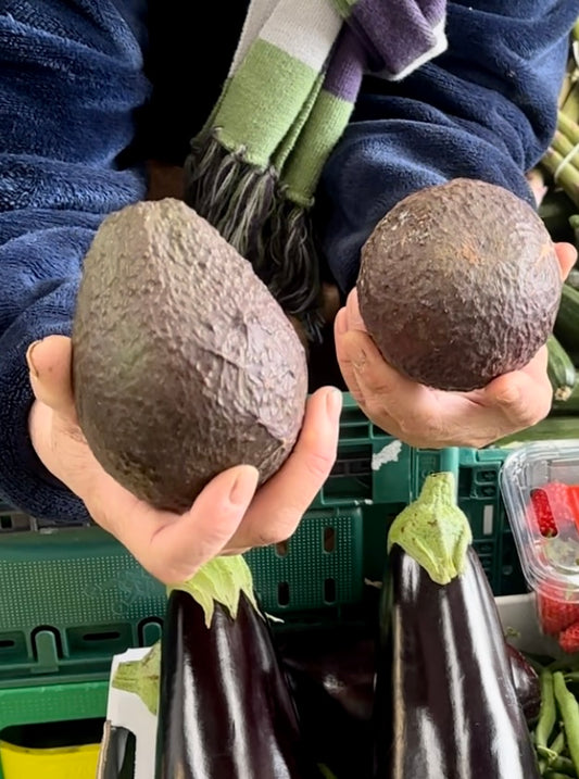 Avocado Hass Large - new saeson  (need ripening)