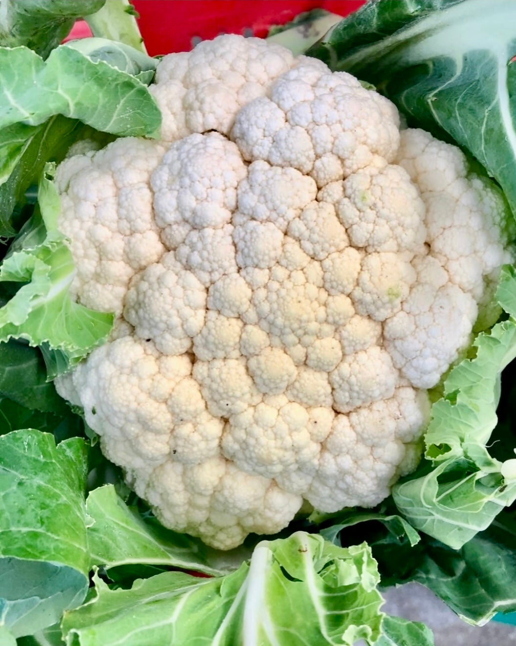 Cauliflower -lovely ones