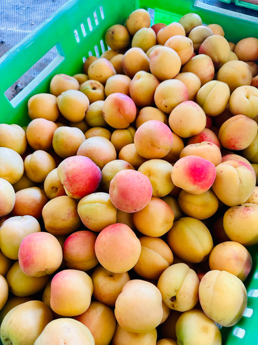 Apricots- H.B. New Season Royal Rosa **EXTRA BEST BUY** 2 kilo for $12.00