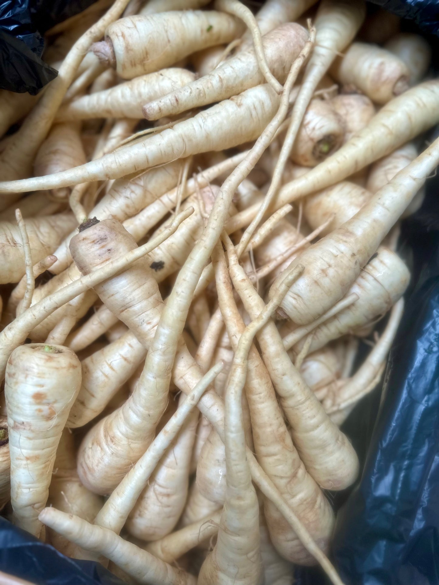 Parsnip –  KILO *BEST BUY*