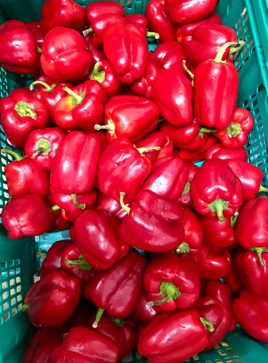 Capsicum   Red