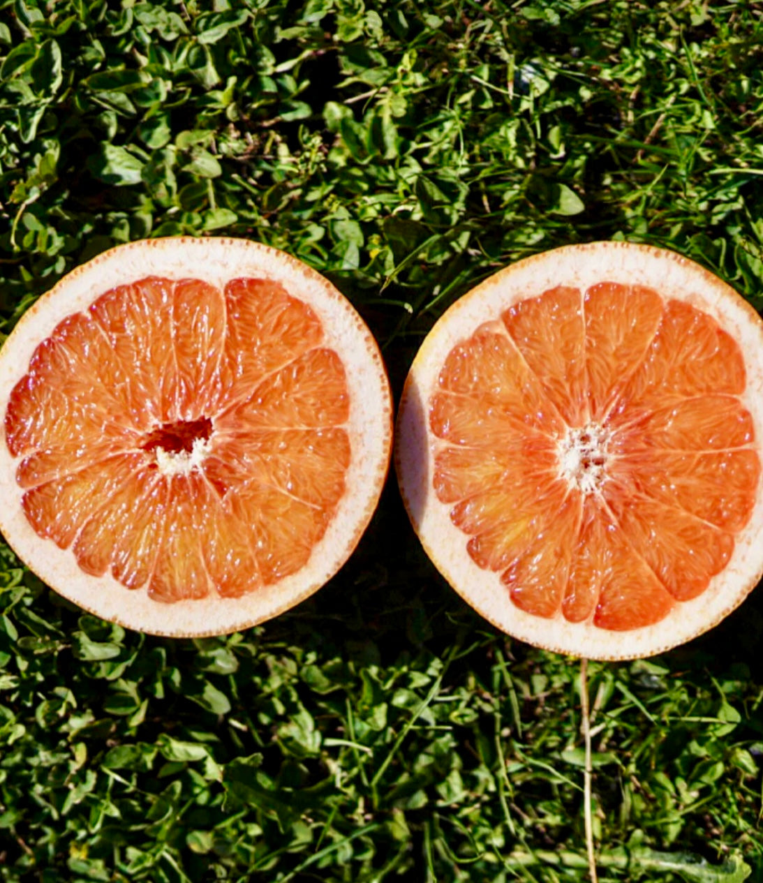 Grapefruit - Ruby Red NZ  *EACH*. Sweet & Tangy