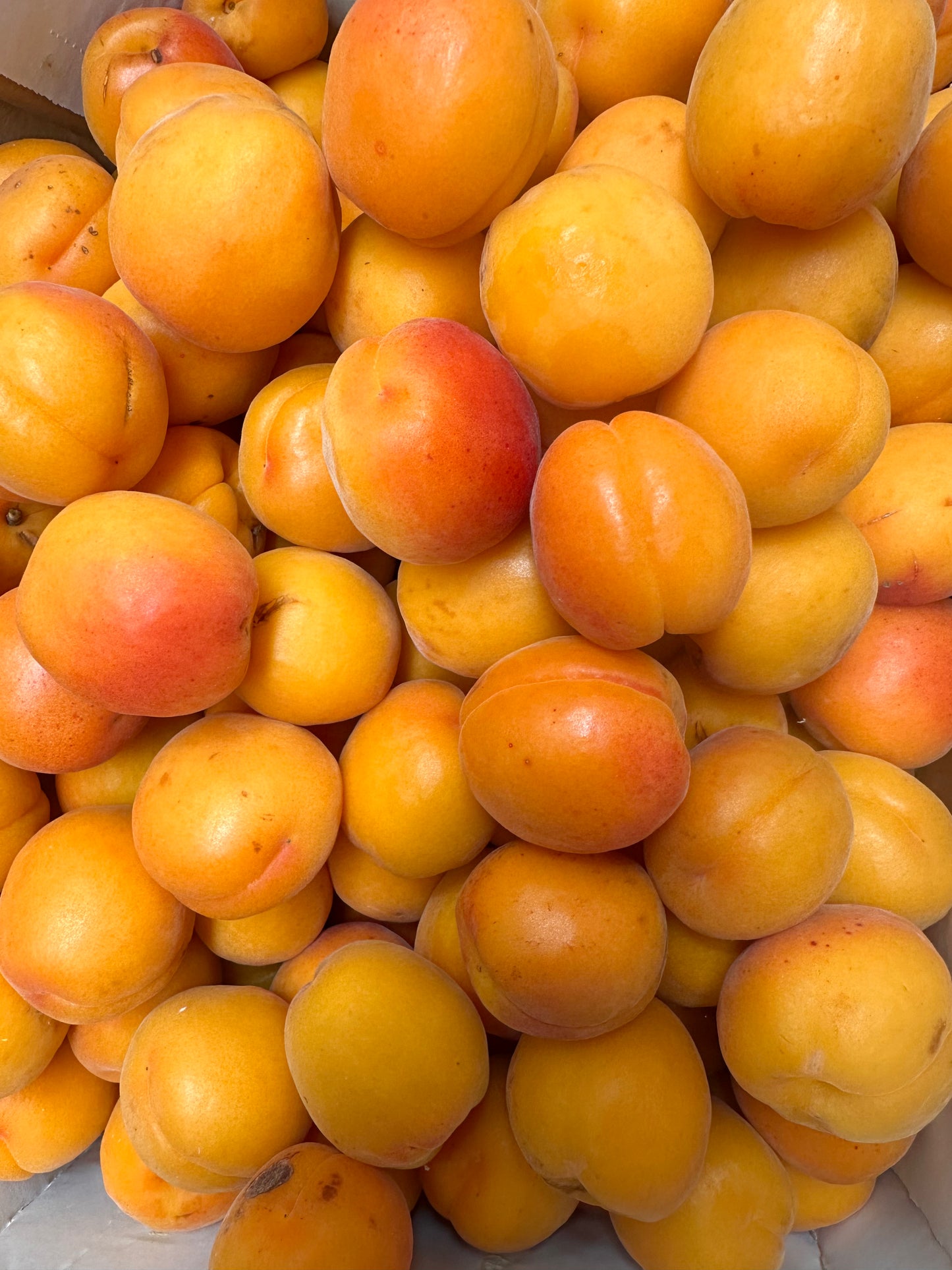 Apricots- Clutha gold @1/2 kilo