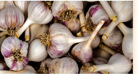 Garlic NZ  -  Marlborough Each