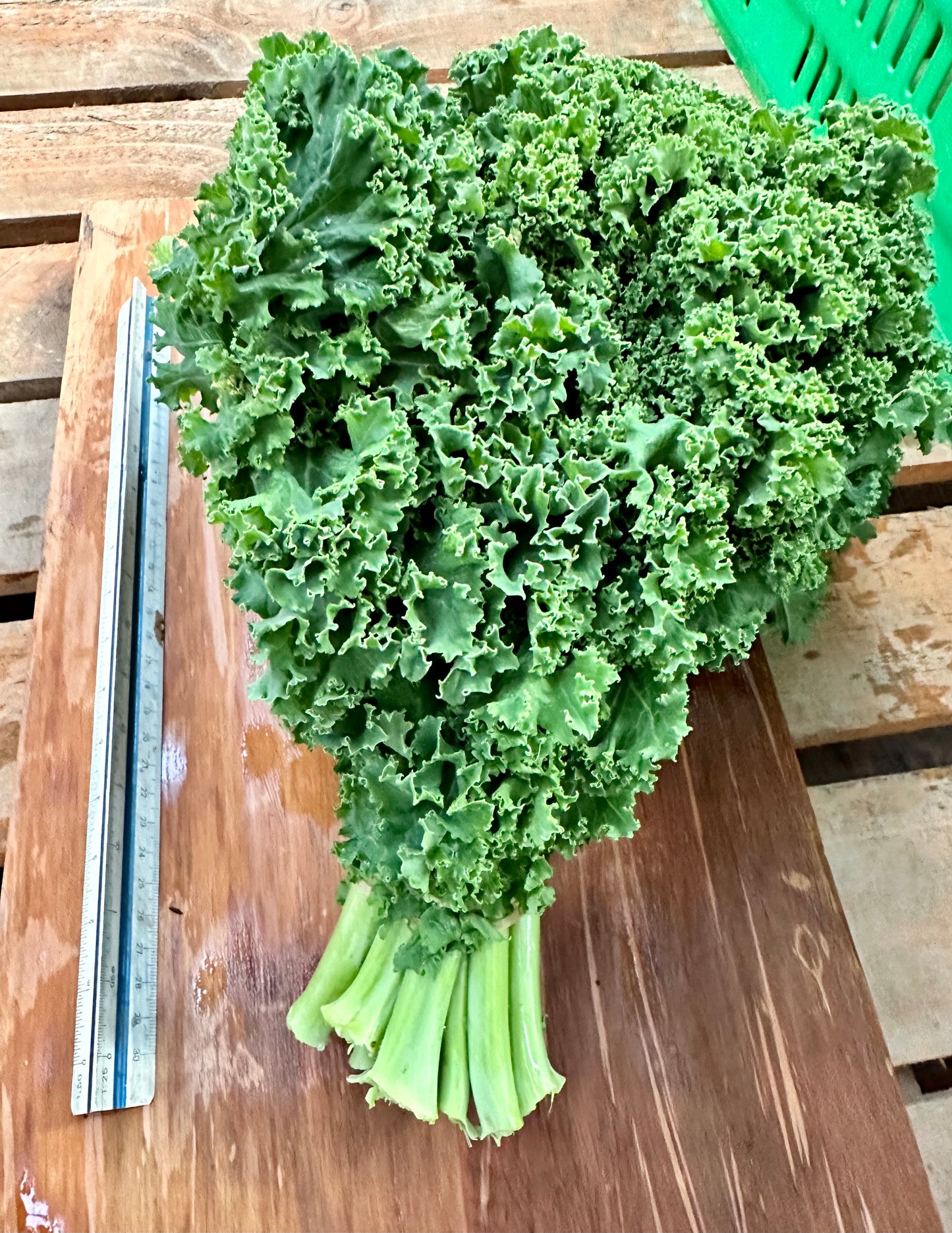 Lettuce - Kale Curly @  BIG Bunches